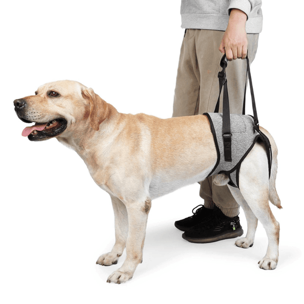 demonstration of using the Dog Lift Support Harness on a labrador